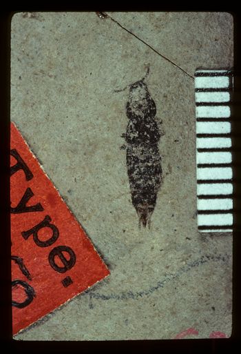 Media type: image;   Entomology PALE-1550 Aspect: full